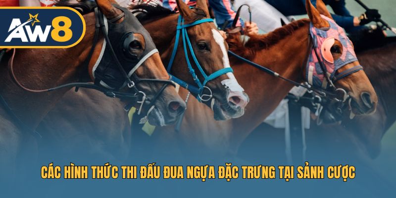 Hình thức thi đấu đa dạng trong sảnh cược